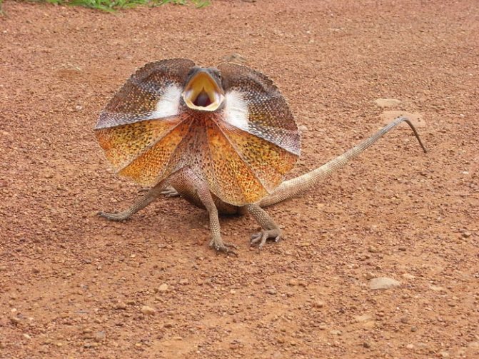 Плащеносная ящерица (Chlamydosaurus kingii)