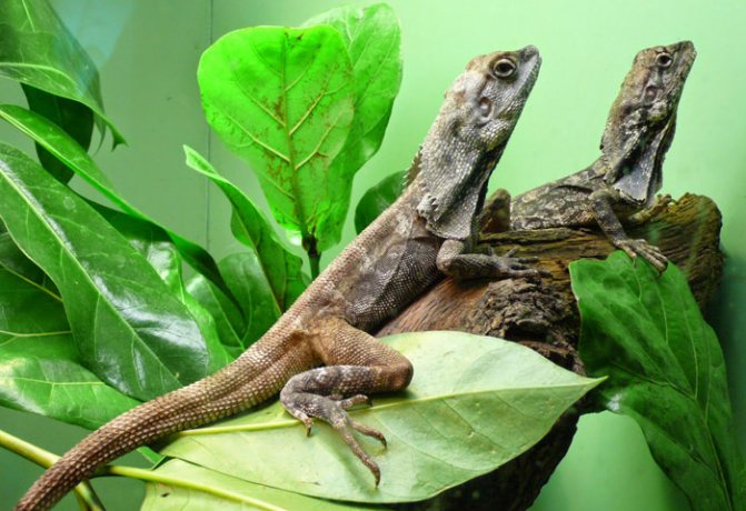 Плащеносная ящерица (Chlamydosaurus kingii)