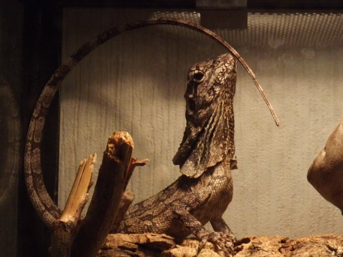 Плащеносная ящерица (Chlamydosaurus kingii)