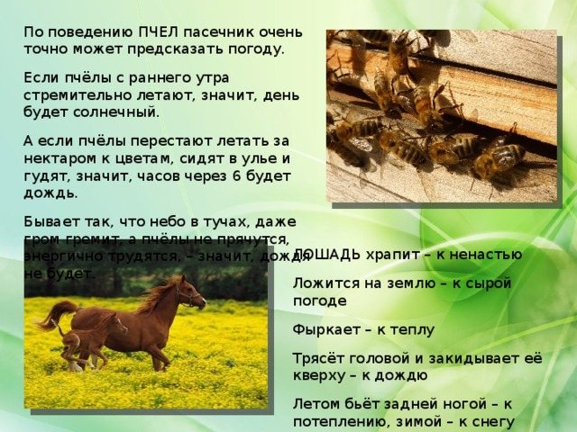 По поведению ПЧЕЛ пасечник очень точно может предсказать погоду. Если пчёлы с раннего утра стремительно летают, значит, день будет солнечный. А если пчёлы перестают летать за нектаром к цветам, сидят в улье и гудят, значит, часов через 6 будет дождь. Бывает так, что небо в тучах, даже гром гремит, а пчёлы не прячутся, энергично трудятся, – значит, дождя не будет. ЛОШАДЬ храпит – к ненастью Ложится на землю – к сырой погоде Фыркает – к теплу Трясёт головой и закидывает её кверху – к дождю Летом бьёт задней ногой – к потеплению, зимой – к снегу