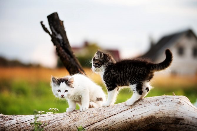 Подобрали котенка с улицы: первые действия без резких движений. Когда и зачем нести найденыша к ветеринару, с каких процедур начать, а какие лучше отложить