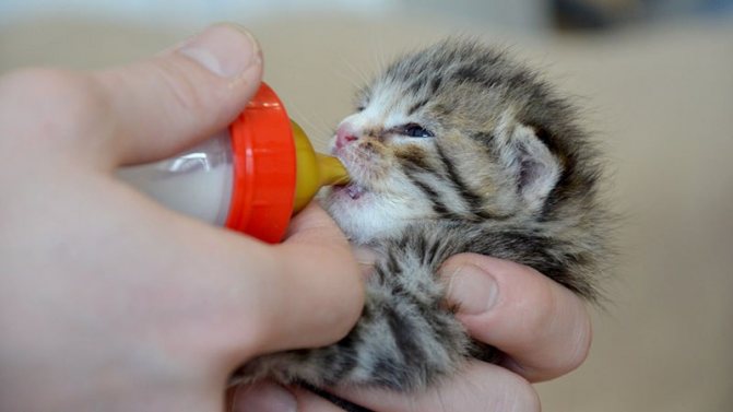 Полезное молоко для котят