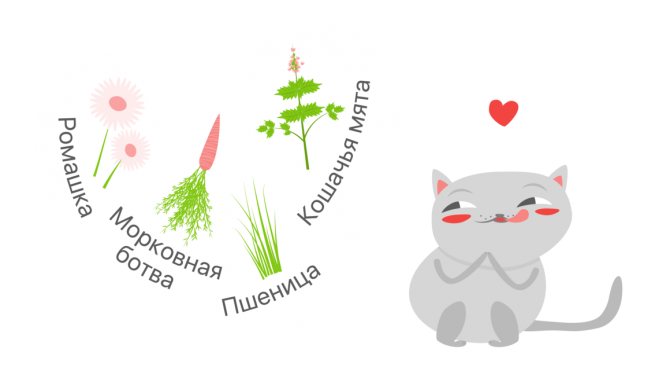 Полезные растения для кошек