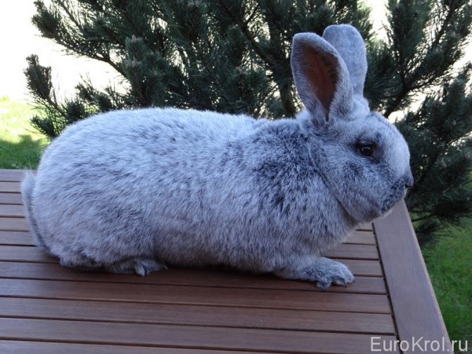 Порода Большое светлое серебро