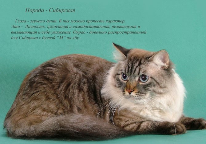 Породистая сибирская кошка