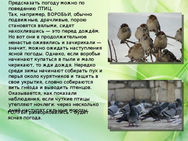 Предсказать погоду можно по поведению ПТИЦ. Так, например, ВОРОБЬИ, обычно подвижные, драчливые, порою становятся вялыми, сидят нахохлившись — это перед дождём. Но вот они в продолжительное ненастье оживились и зачирикали — значит, можно ожидать наступления ясной погоды. Однако, если воробьи начинают купаться в пыли и мало чирикают, то жди дождя. Нередко среди зимы начинают собирать пух и перья около курятников и тащить в свои укрытия, словно собираются вить гнёзда и выводить птенцов. Оказывается, как показали наблюдения, если чуткие птицы утепляют ночлеги: через несколько дней наступят сильные морозы. ГОЛУБИ разворковались – будет ясная погода.