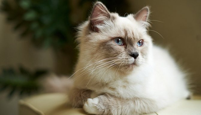 Противопоказания для кошек