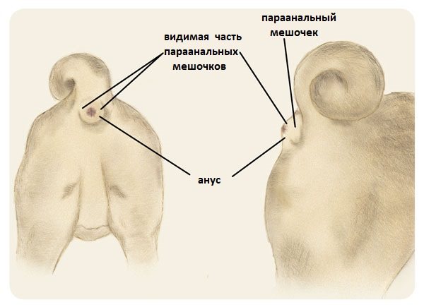Расположение параанальных желез у собак