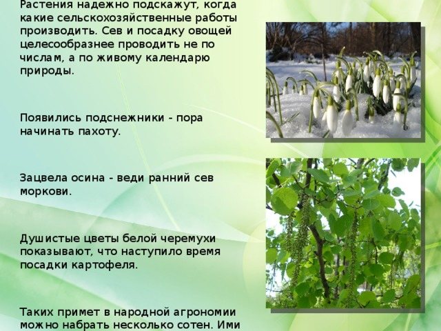Растения надежно подскажут, когда какие сельскохозяйственные работы производить. Сев и посадку овощей целесообразнее проводить не по числам, а по живому календарю природы. Появились подснежники - пора начинать пахоту. Зацвела осина - веди ранний сев моркови. Душистые цветы белой черемухи показывают, что наступило время посадки картофеля. Таких примет в народной агрономии можно набрать несколько сотен. Ими не следует пренебрегать.
