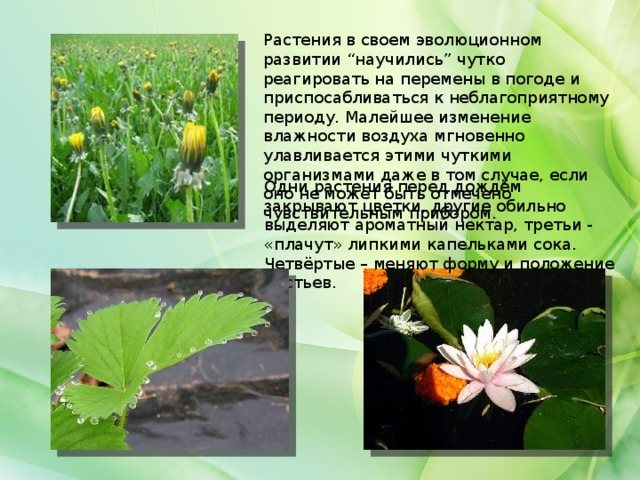 Растения в своем эволюционном развитии “научились” чутко реагировать на перемены в погоде и приспосабливаться к неблагоприятному периоду. Малейшее изменение влажности воздуха мгновенно улавливается этими чуткими организмами даже в том случае, если оно не может быть отмечено чувствительным прибором. Одни растения перед дождём закрывают цветки, другие обильно выделяют ароматный нектар, третьи - «плачут» липкими капельками сока. Четвёртые – меняют форму и положение листьев.