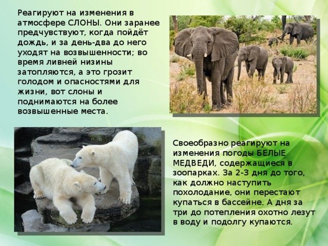 Реагируют на изменения в атмосфере СЛОНЫ. Они заранее предчувствуют, когда пойдёт дождь, и за день-два до него уходят на возвышенности; во время ливней низины затопляются, а это грозит голодом и опасностями для жизни, вот слоны и поднимаются на более возвышенные места. Своеобразно реагируют на изменения погоды БЕЛЫЕ МЕДВЕДИ, содержащиеся в зоопарках. За 2-3 дня до того, как должно наступить похолодание, они перестают купаться в бассейне. А дня за три до потепления охотно лезут в воду и подолгу купаются.