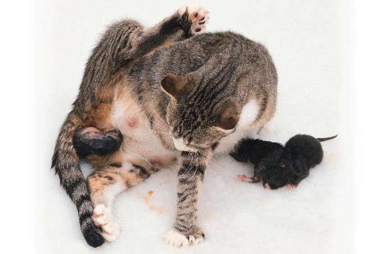 Роды у кошки