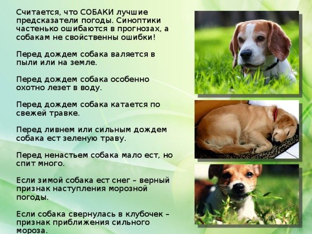 Считается, что СОБАКИ лучшие предсказатели погоды. Синоптики частенько ошибаются в прогнозах, а собакам не свойственны ошибки! Перед дождем собака валяется в пыли или на земле. Перед дождем собака особенно охотно лезет в воду. Перед дождем собака катается по свежей травке. Перед ливнем или сильным дождем собака ест зеленую траву. Перед ненастьем собака мало ест, но спит много. Если зимой собака ест снег – верный признак наступления морозной погоды. Если собака свернулась в клубочек – признак приближения сильного мороза.