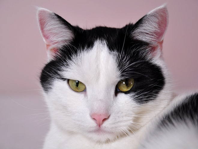 Серьезная кошка