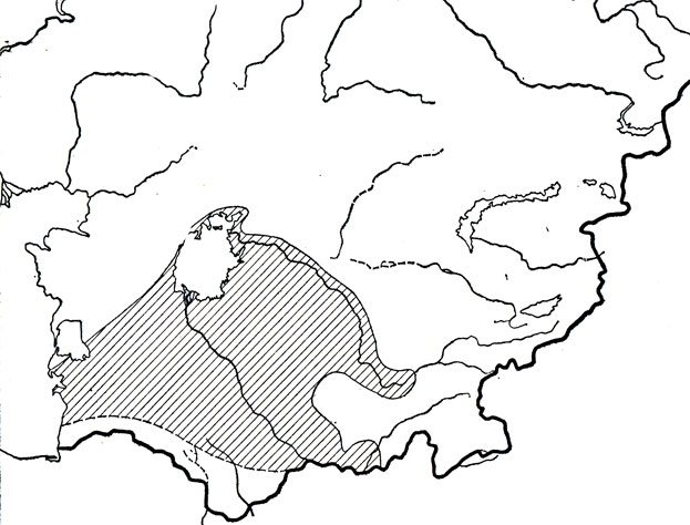 Сетчатая круглоголовка