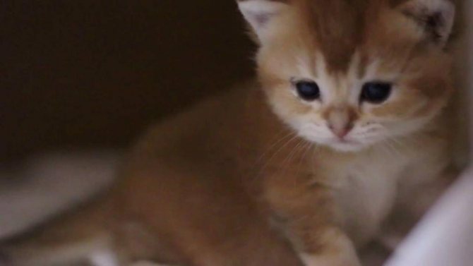 Шотландские прямоухие коты: характер и повадки, отзывы владельцев