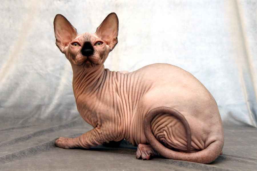 Сиамская кошка