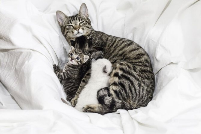 сколько котят может родить кошка за раз