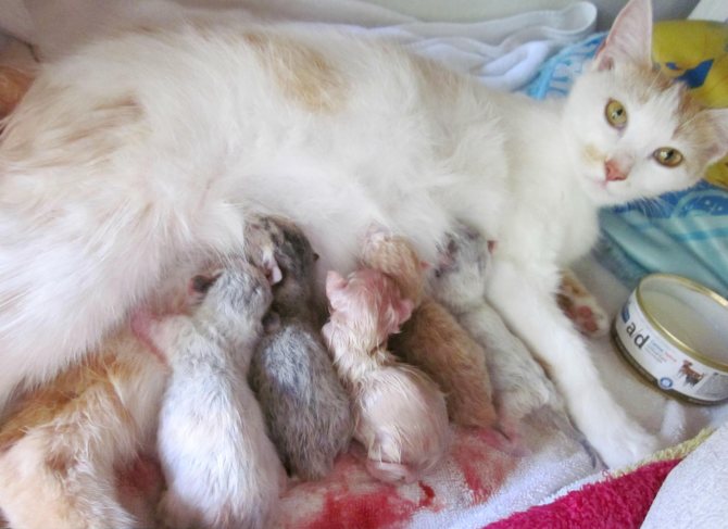 Сколько максимум котят может родить кошка