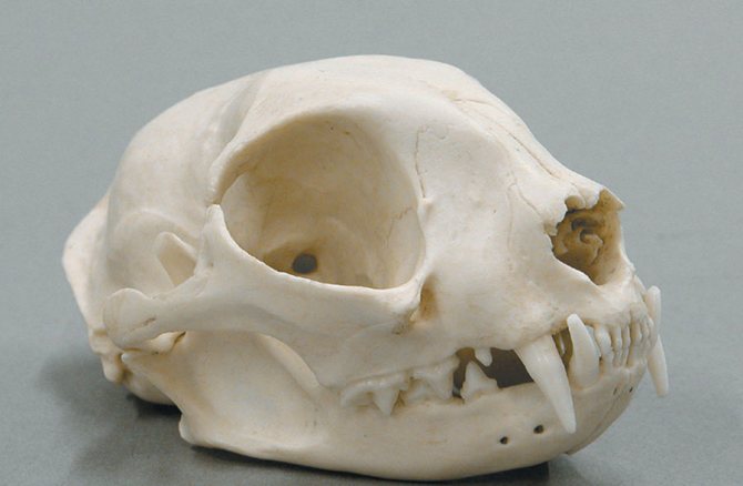 Сколько зубов у большой кошки