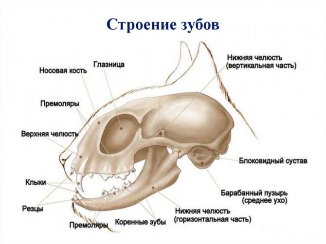 Сколько зубов у взрослой кошки: фото