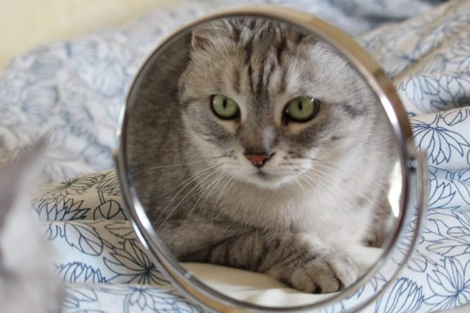 Способна ли кошка узнать себя в зеркале? Так ли это?