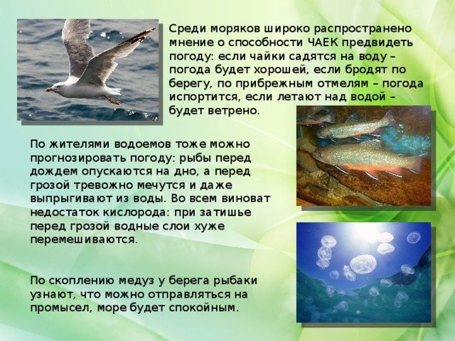 Среди моряков широко распространено мнение о способности ЧАЕК предвидеть погоду: если чайки садятся на воду – погода будет хорошей, если бродят по берегу, по прибрежным отмелям – погода испортится, если летают над водой – будет ветрено. По жителями водоемов тоже можно прогнозировать погоду: рыбы перед дождем опускаются на дно, а перед грозой тревожно мечутся и даже выпрыгивают из воды. Во всем виноват недостаток кислорода: при затишье перед грозой водные слои хуже перемешиваются. По скоплению медуз у берега рыбаки узнают, что можно отправляться на промысел, море будет спокойным.