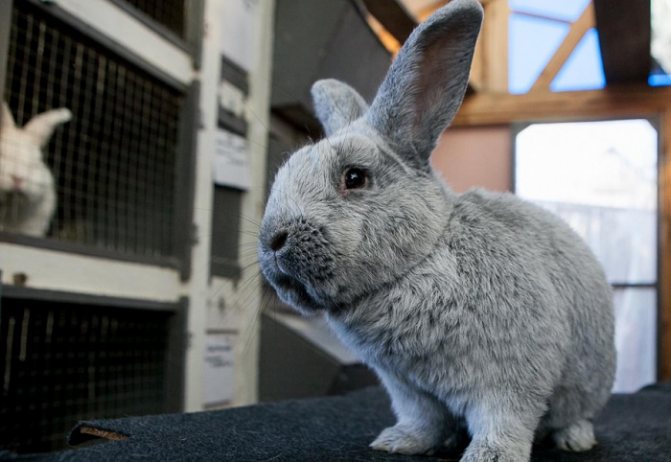 Стеклянный порода кроликов