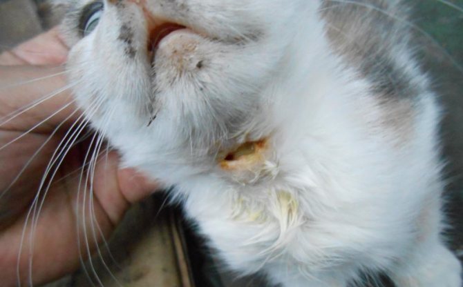 Свищ у кошки