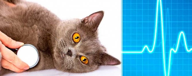 Тахикардия у кота