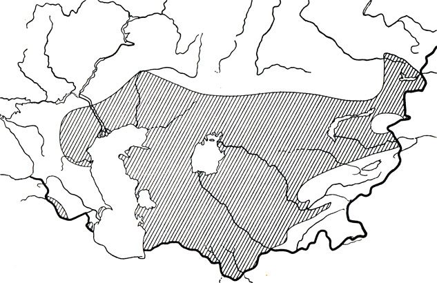 Такырная круглоголовка