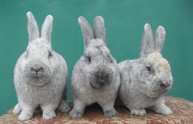 три кролика бсс