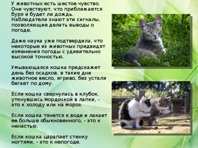 У животных есть шестое чувство. Они чувствуют, что приближается буря и будет ли дождь. Наблюдатели знают эти сигналы, позволяющие делать выводы о погоде. Даже наука уже подтвердила, что некоторые из животных предвидят изменения погоды с удивительно высокой точностью. Умывающаяся кошка предскажет день без осадков, в такие дни животное весло, игриво, без устали бегает по дому. Если кошка свернулась в клубок, уткнувшись мордочкой в лапки, - это к холоду или на мороз. Если кошка тянется к воде и лакает ее больше обыкновенного, - это к ненастью. Если кошка царапает стенку ногтями, - это к непогоде.
