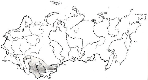 Ушастая круглоголовка