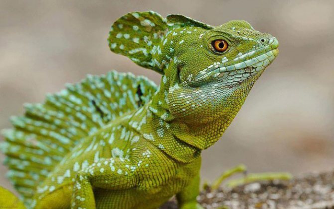 Василиск шлемоносный (Basiliscus plumifrons)