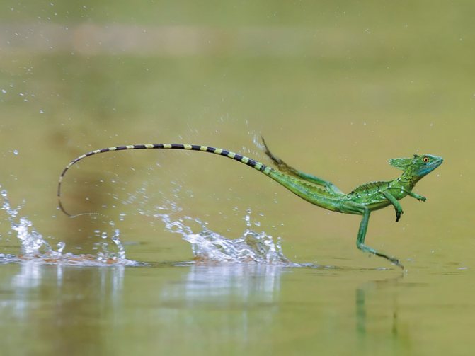 Василиск шлемоносный (Basiliscus plumifrons)