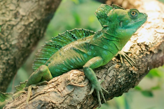 Василиск шлемоносный (Basiliscus plumifrons)