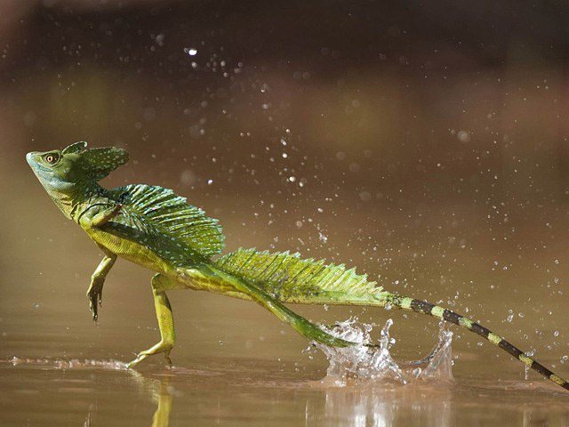 Василиск шлемоносный (Basiliscus plumifrons)