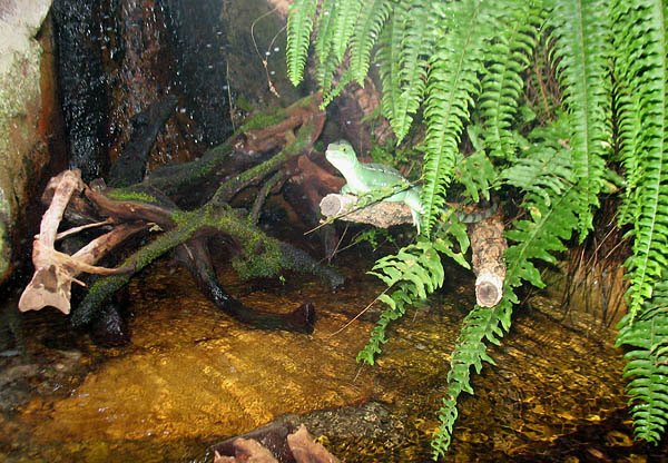 Василиск шлемоносный (Basiliscus plumifrons)