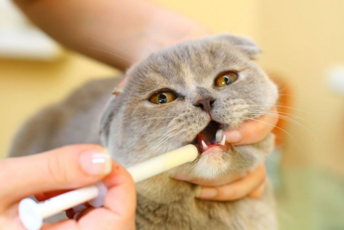 Вазелин облегчит состояние котейки