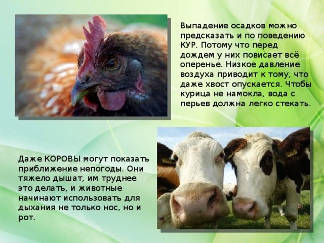 Выпадение осадков можно предсказать и по поведению КУР. Потому что перед дождем у них повисает всё оперенье. Низкое давление воздуха приводит к тому, что даже хвост опускается. Чтобы курица не намокла, вода с перьев должна легко стекать. Даже КОРОВЫ могут показать приближение непогоды. Они тяжело дышат, им труднее это делать, и животные начинают использовать для дыхания не только нос, но и рот.