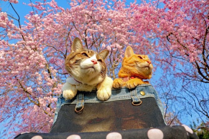 Японские имена для кошек и котов