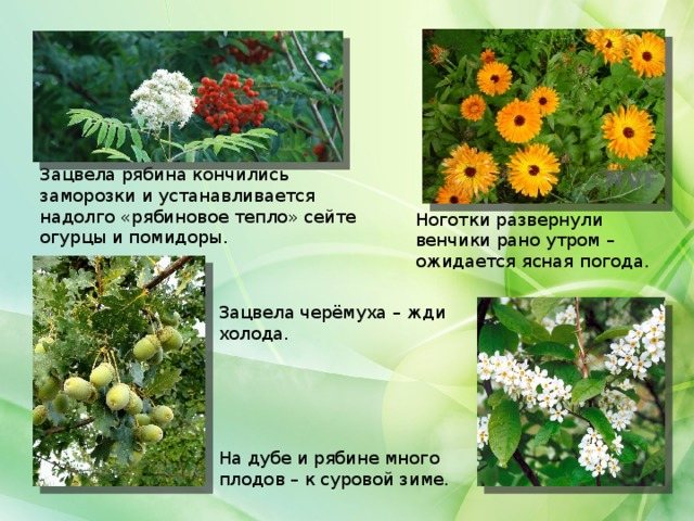 Зацвела рябина кончились заморозки и устанавливается надолго «рябиновое тепло» сейте огурцы и помидоры. Ноготки развернули венчики рано утром – ожидается ясная погода. Зацвела черёмуха – жди холода. На дубе и рябине много плодов – к суровой зиме.