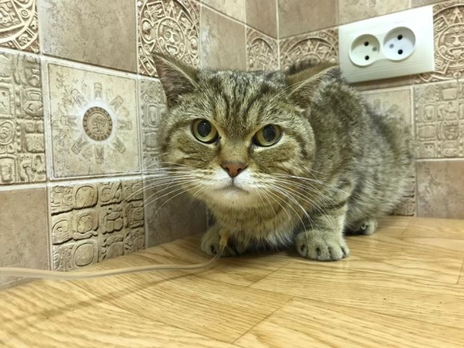 Запор кота — дело серьёзное