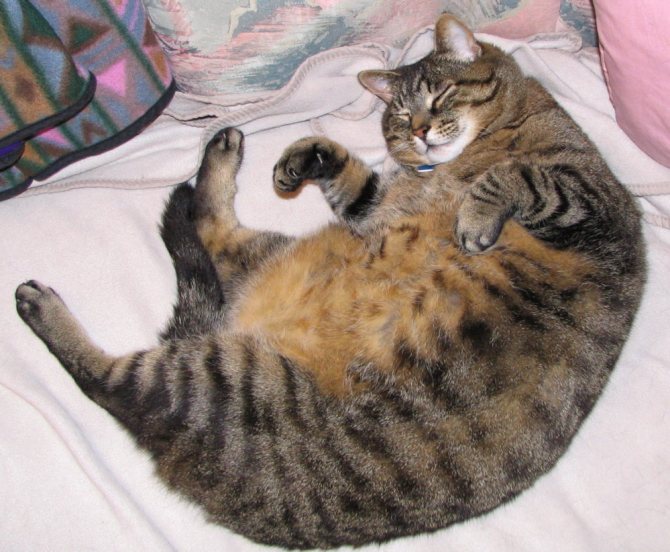 Жирный кот