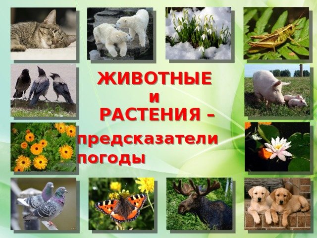 ЖИВОТНЫЕ и РАСТЕНИЯ – предсказатели погоды