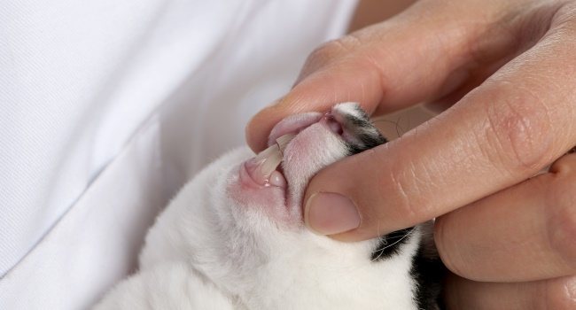 Зубы у декоративных кроликов