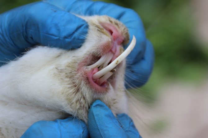 Зубы у кролика