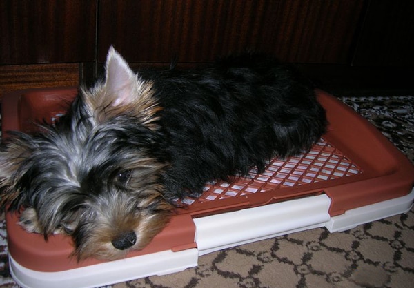 Йорк лежит в своем лотке Йорк лежит в своем лотке