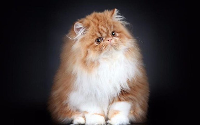 Корм Brit Care Missy for Sterilised